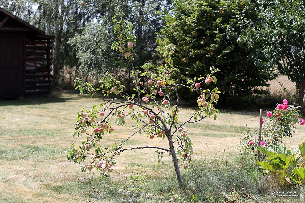 jabłoń domowa (Malus domestica)
