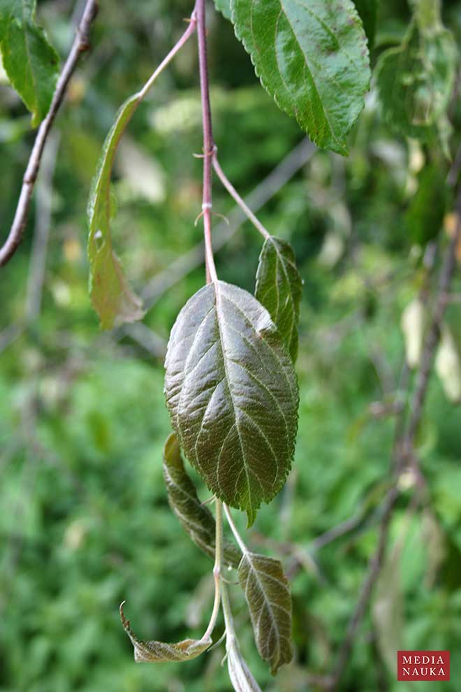 jabłoń purpurowa (Malus ×purpurea)