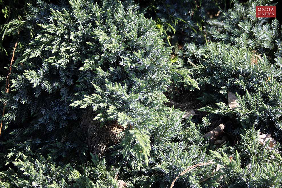 jałowiec łuskowaty (Juniperus squamata)