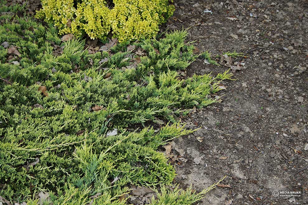 jałowiec płożący (Juniperus horizontalis)