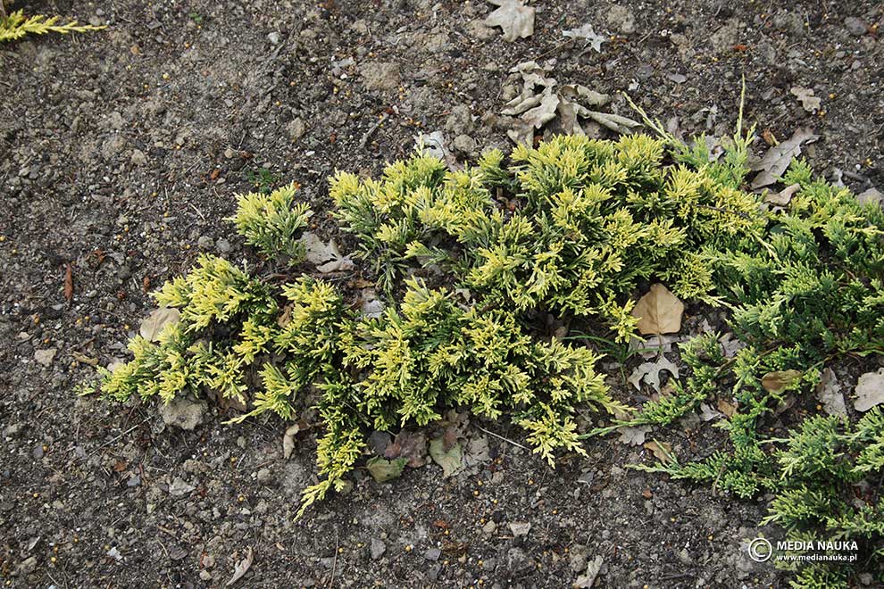 jałowiec płożący (Juniperus horizontalis)
