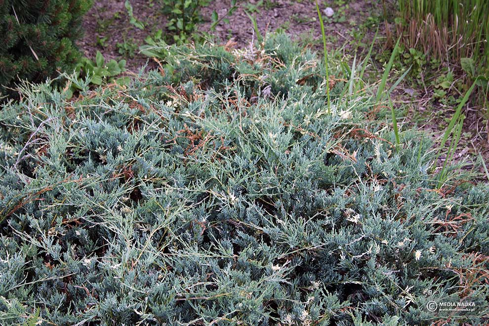 jałowiec płożący (Juniperus horizontalis)