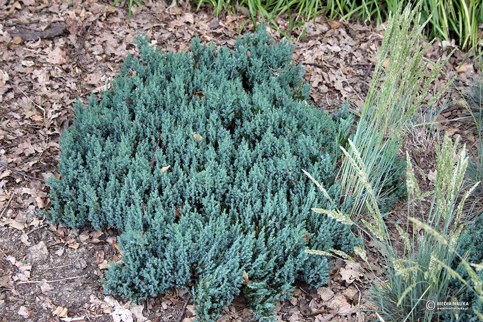 jałowiec płożący (Juniperus horizontalis)