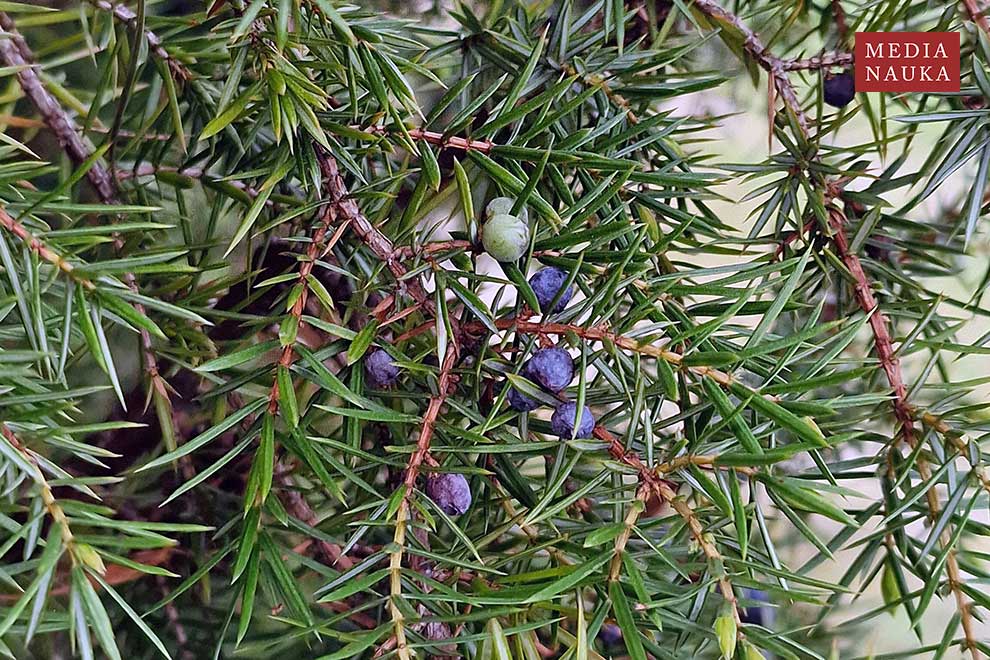 jałowiec pospolity (Juniperus communis)