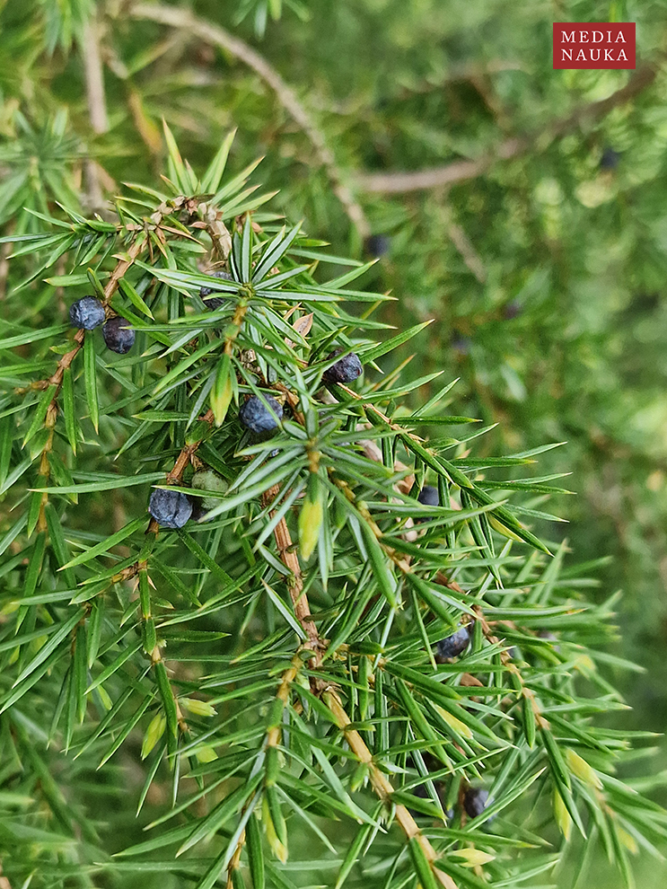 jałowiec pospolity (Juniperus communis)