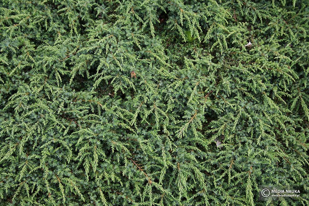 jałowiec pospolity (Juniperus communis)