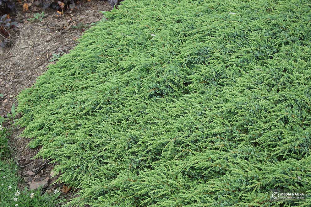 jałowiec pospolity (Juniperus communis)