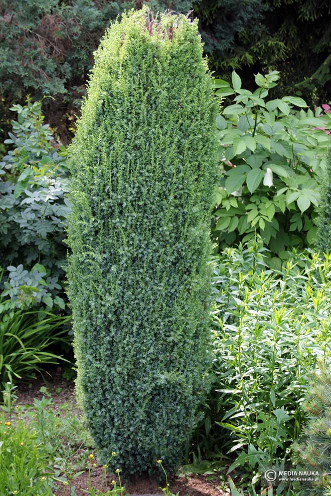 jałowiec pospolity (Juniperus communis)