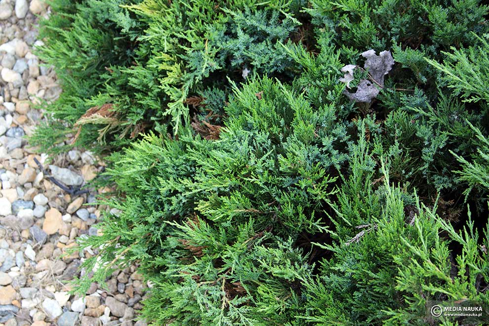 jałowiec sabiński, sawina (Juniperus sabina)