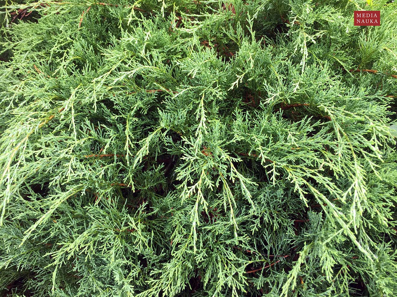 jałowiec sabiński, sawina (Juniperus sabina)