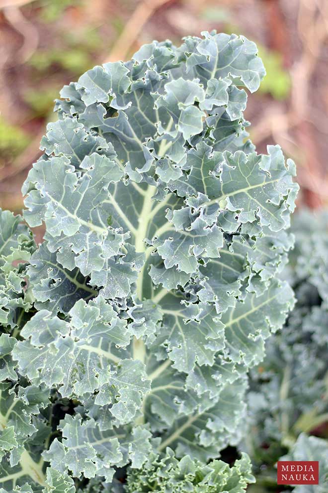 jarmuż (Brassica oleracea var. sabellica)