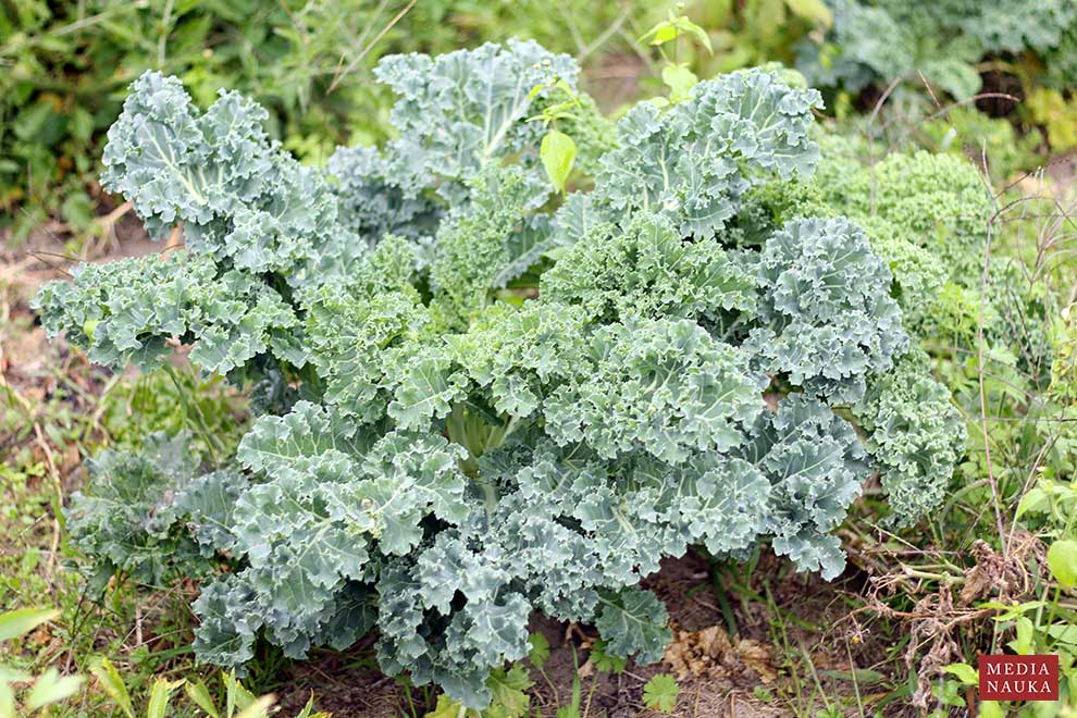 jarmuż (Brassica oleracea var. sabellica)