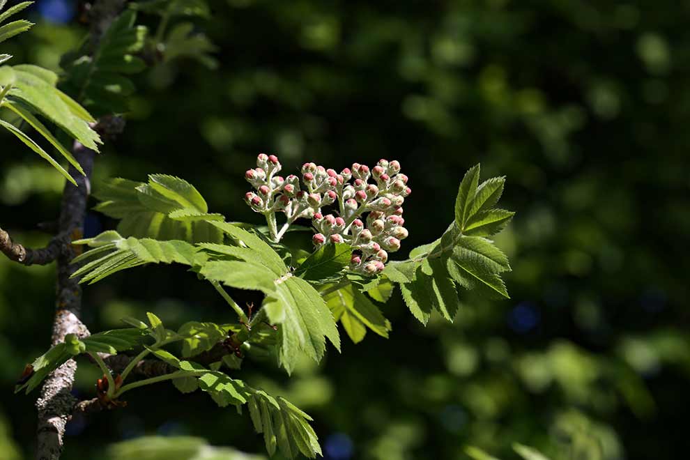 jarząb domowy (Sorbus domestica)