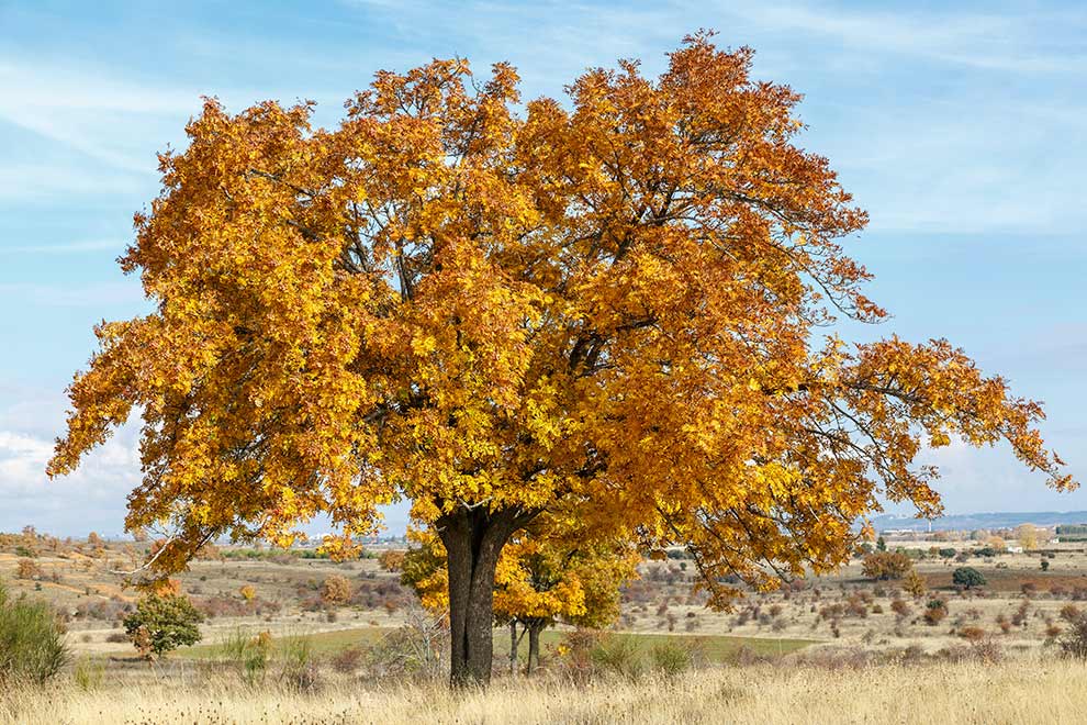 jarząb domowy (Sorbus domestica)