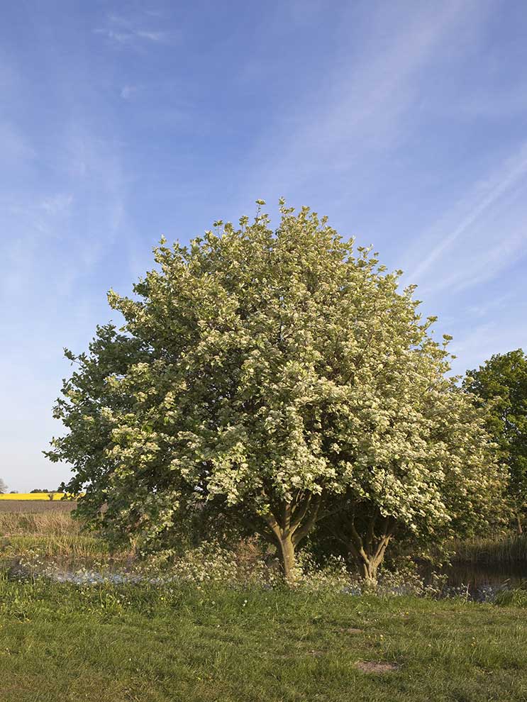 jarząb mączny (Sorbus aria)