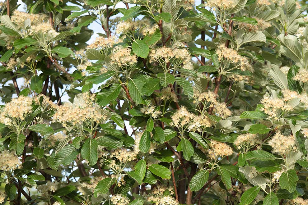 jarząb mączny (Sorbus aria)