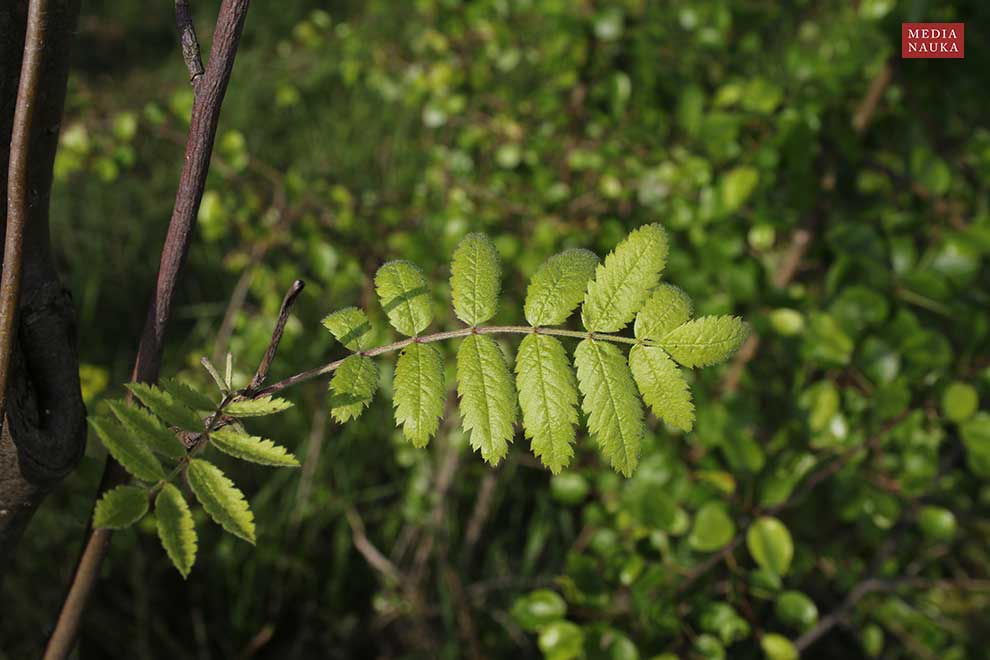 jarząb zwyczajny, jarzębina (Sorbus aucuparia)