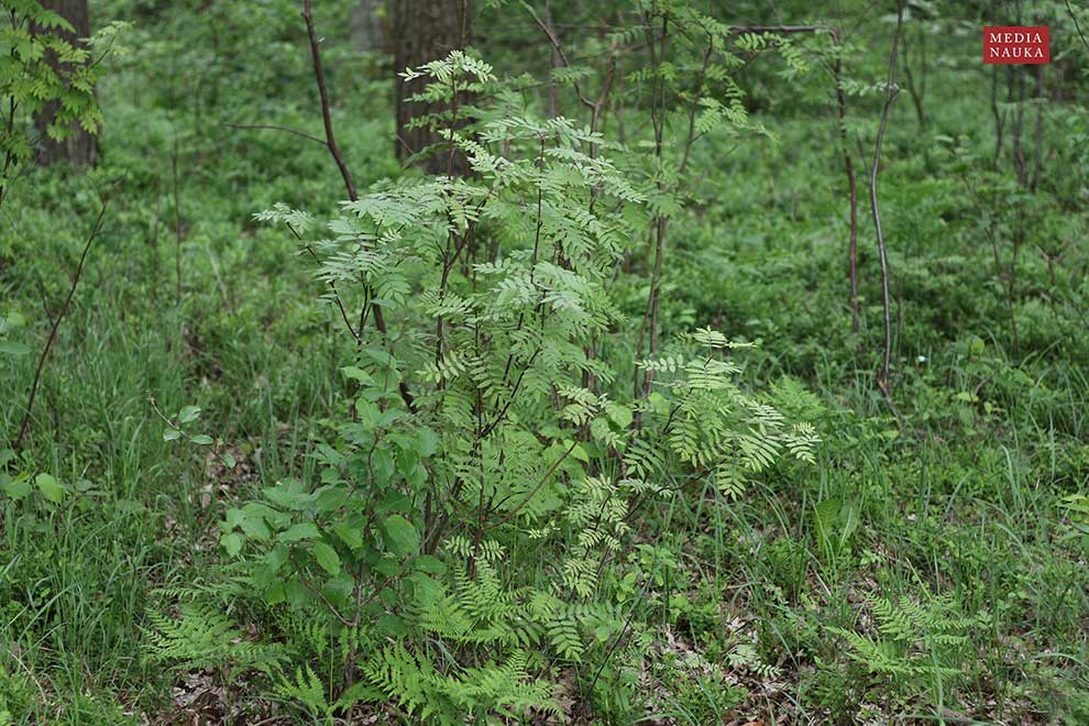 jarząb zwyczajny, jarzębina (Sorbus aucuparia)