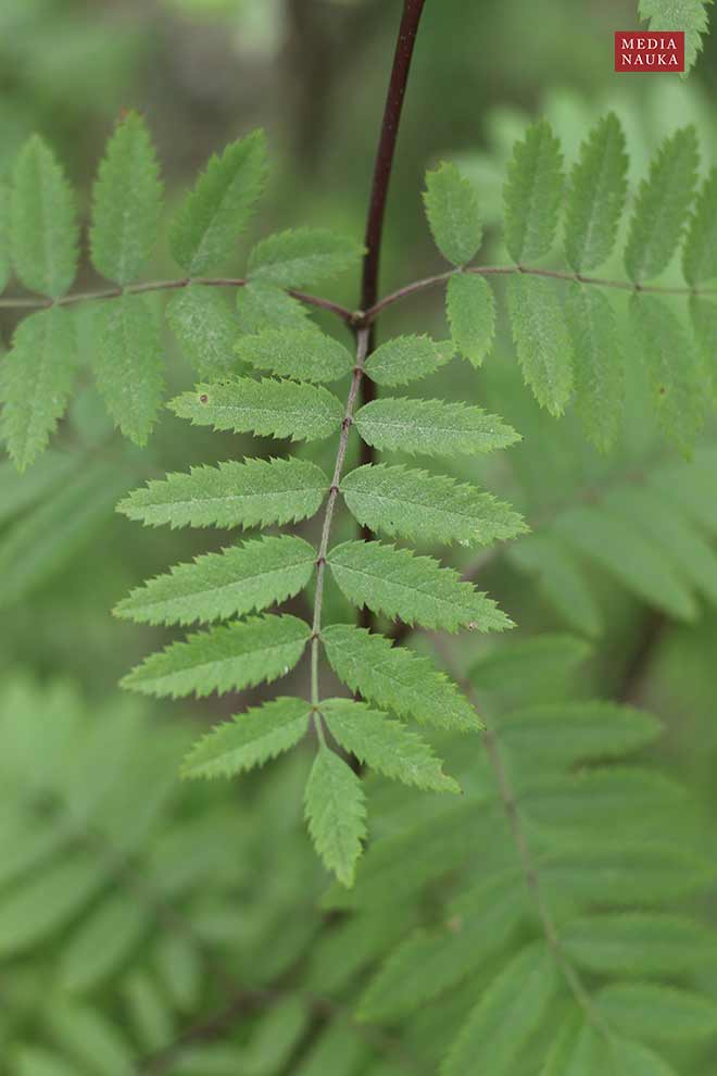 jarząb zwyczajny, jarzębina (Sorbus aucuparia)