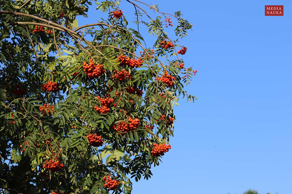jarząb zwyczajny, jarzębina (Sorbus aucuparia)
