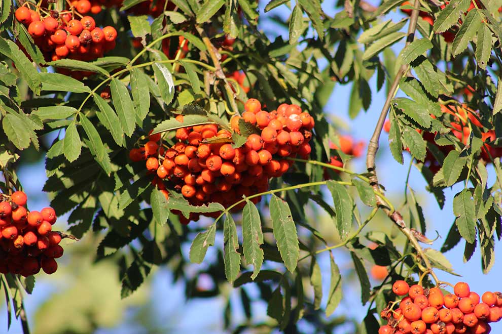 jarząb zwyczajny, jarzębina (Sorbus aucuparia)