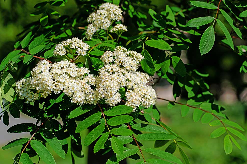 jarząb zwyczajny, jarzębina (Sorbus aucuparia)