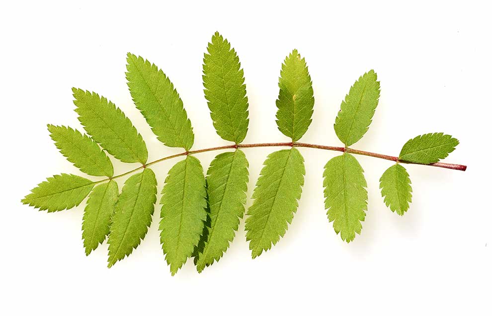jarząb zwyczajny, jarzębina (Sorbus aucuparia)