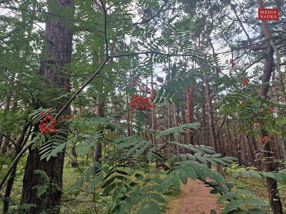 jarząb zwyczajny, jarzębina (Sorbus aucuparia)