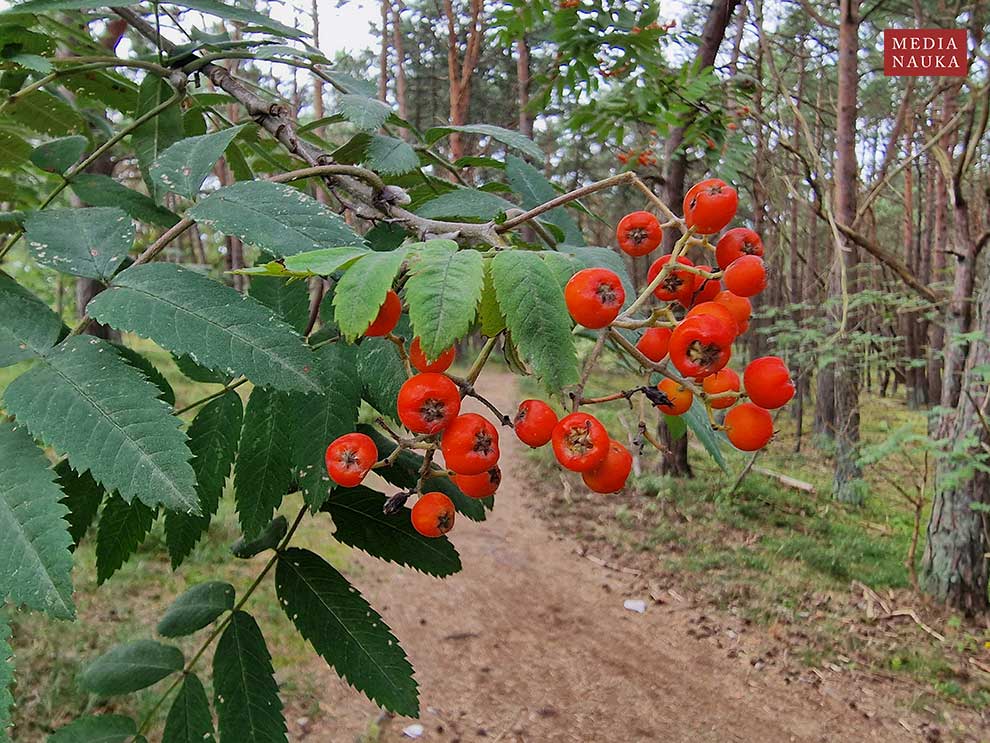 jarząb zwyczajny, jarzębina (Sorbus aucuparia)