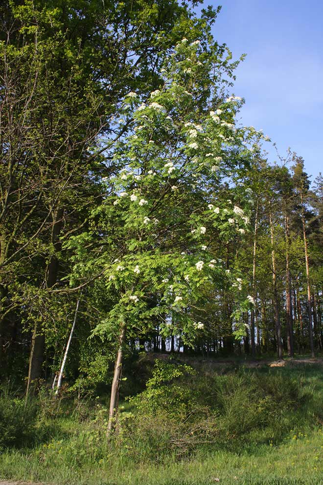 jarząb zwyczajny, jarzębina (Sorbus aucuparia)