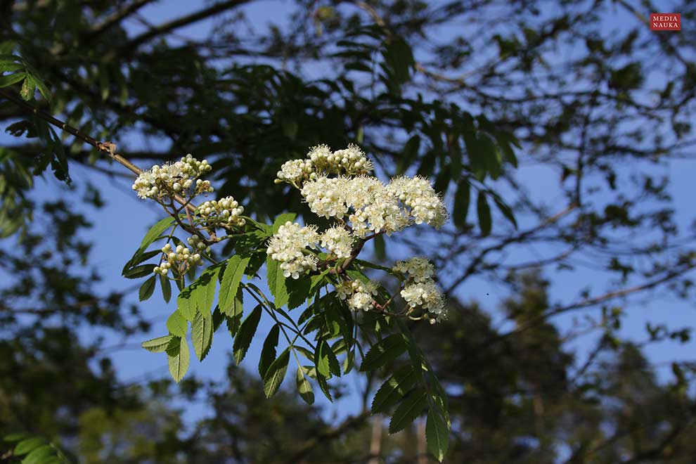 jarząb zwyczajny, jarzębina (Sorbus aucuparia)