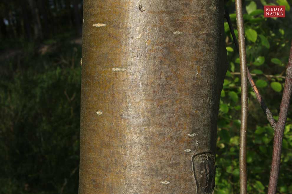 jarząb zwyczajny, jarzębina (Sorbus aucuparia)