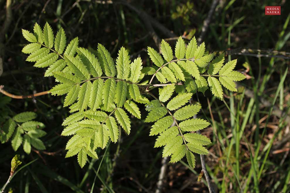 jarząb zwyczajny, jarzębina (Sorbus aucuparia)