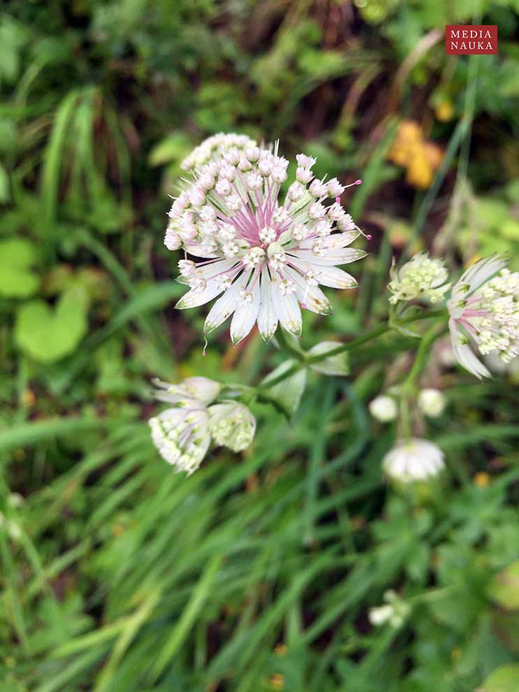 jarzmianka większa (Astrantia major)