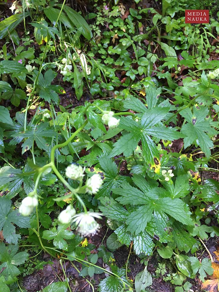 jarzmianka większa (Astrantia major)