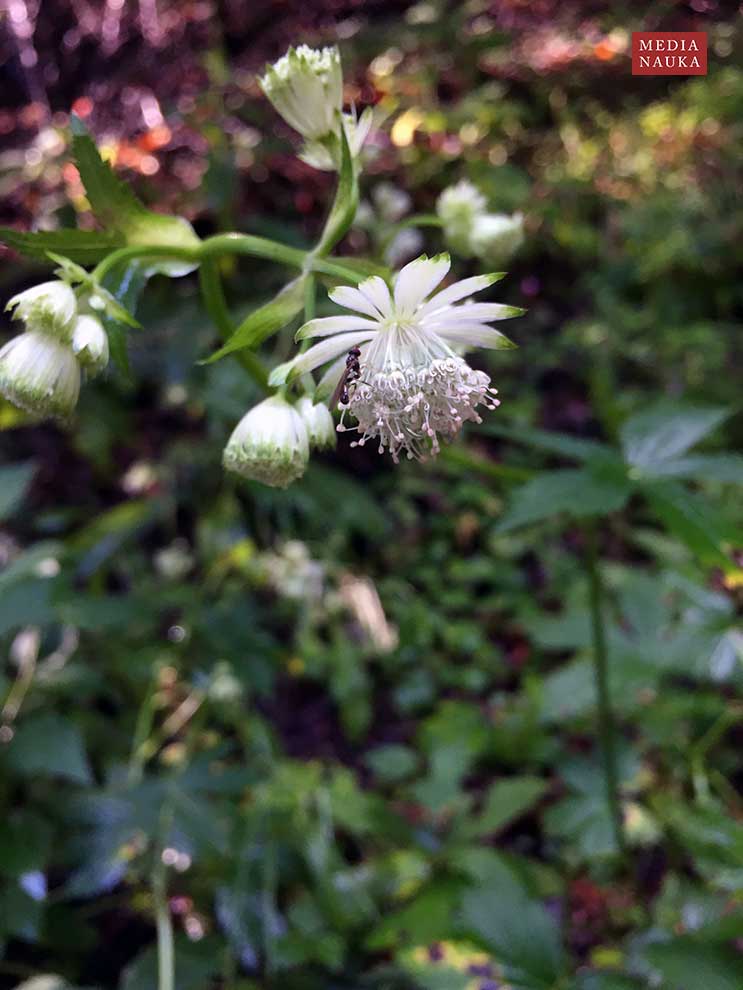 jarzmianka większa (Astrantia major)