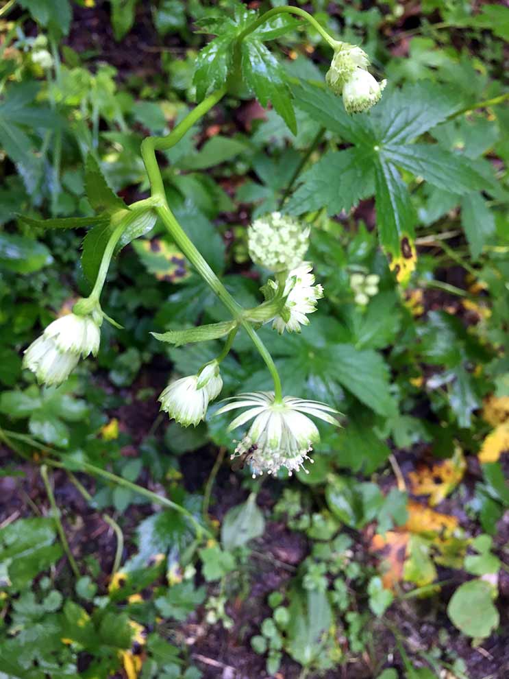 jarzmianka większa (Astrantia major)