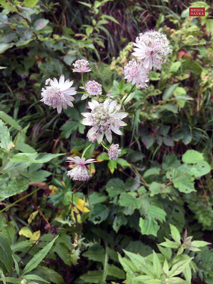 jarzmianka większa (Astrantia major)