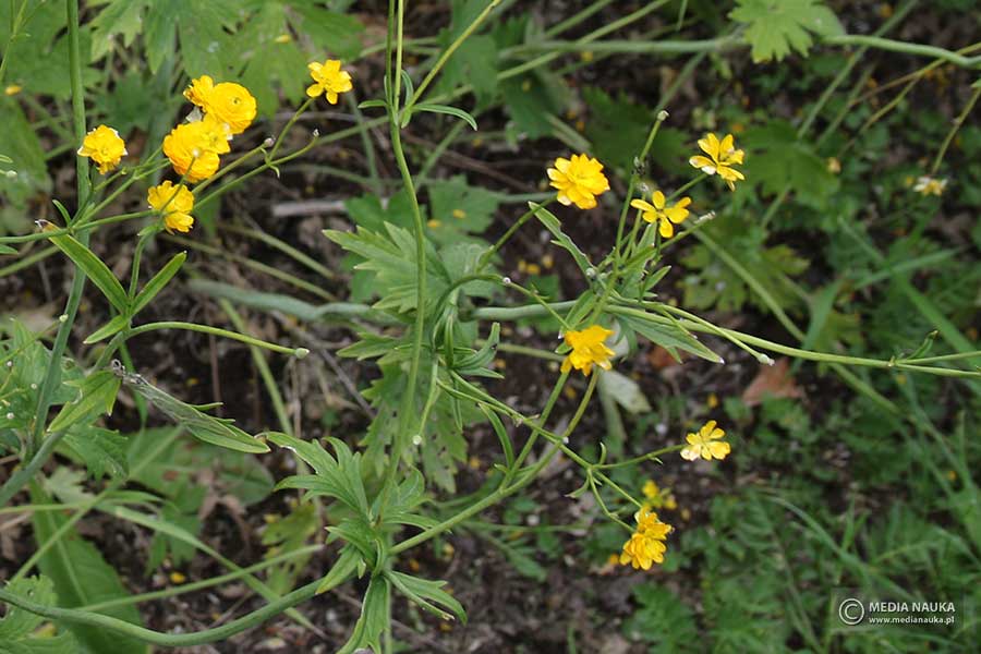 jaskier ostry (Ranunculus acris)