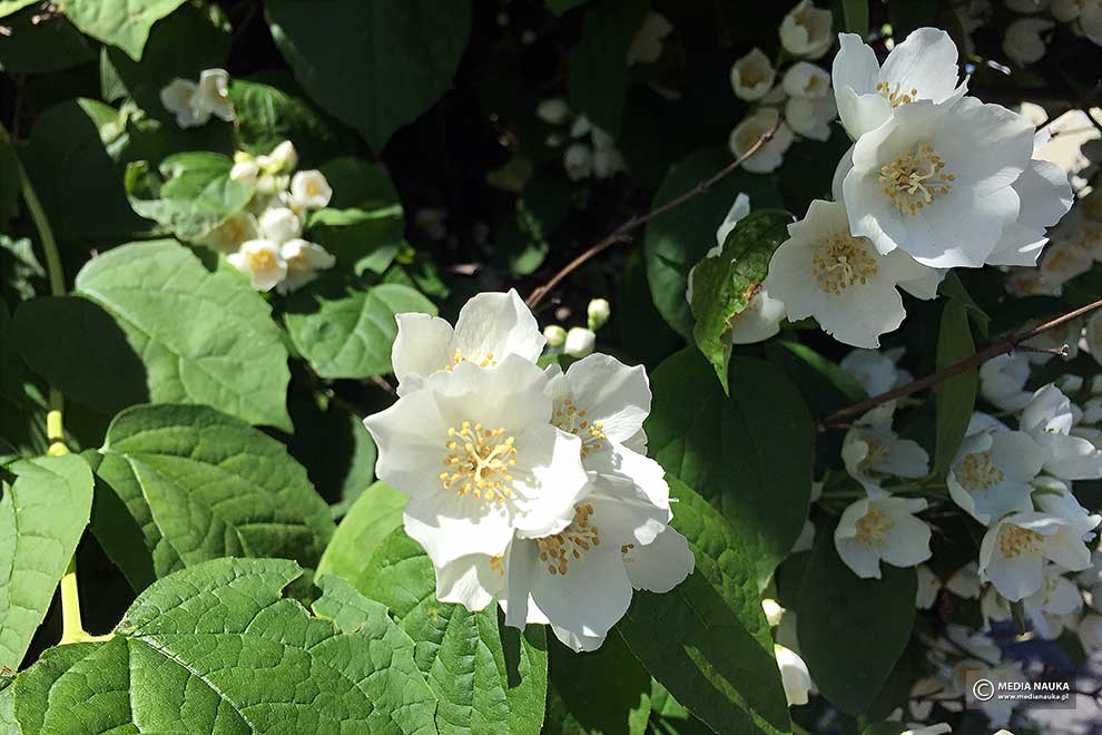 jaśminowiec wonny (Philadelphus coronarius)