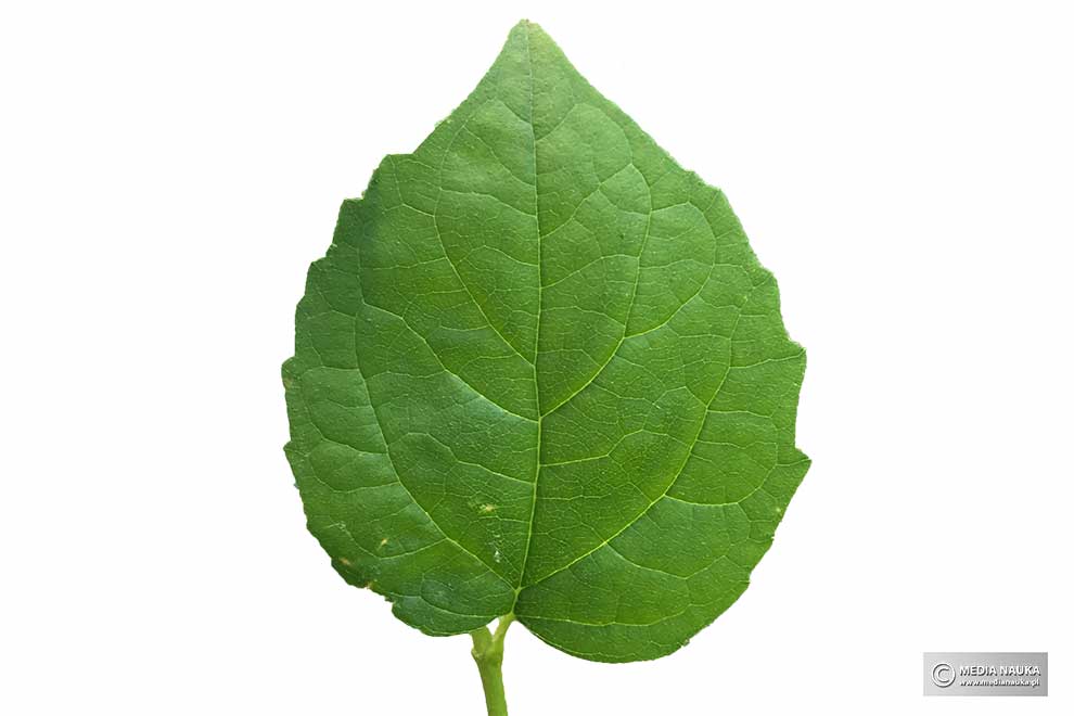 jaśminowiec wonny (Philadelphus coronarius)