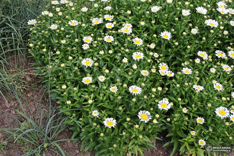 jastrun wspaniały (Leucanthemum ×superbum)