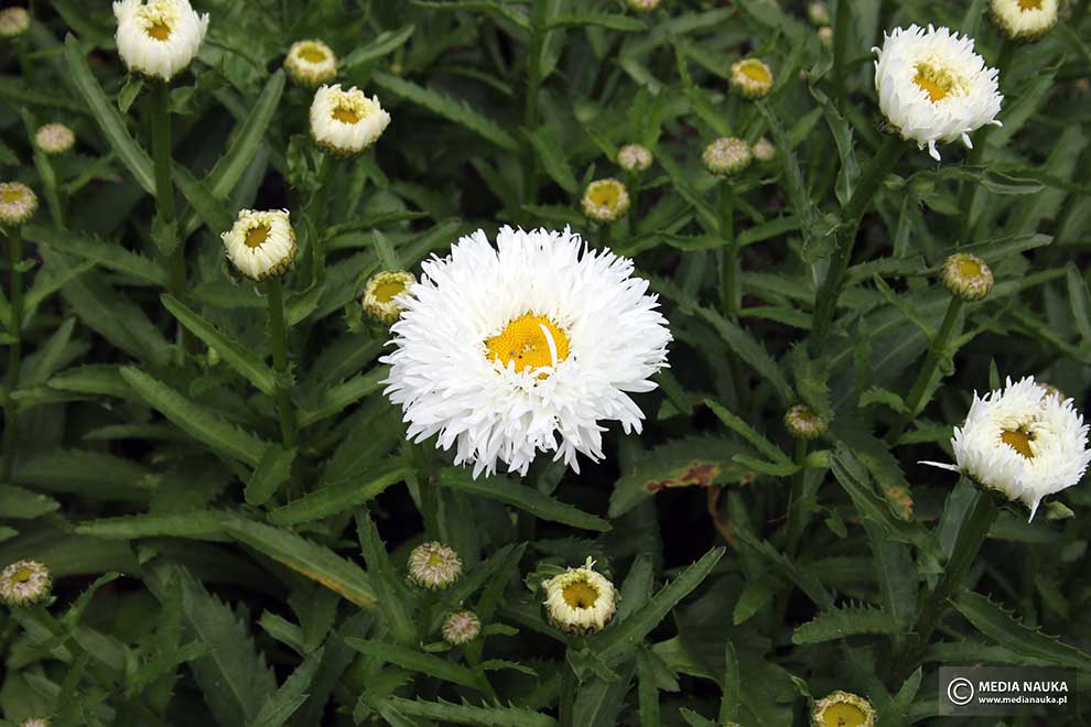 jastrun wspaniały (Leucanthemum ×superbum)
