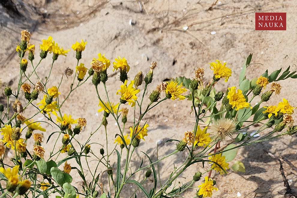 jastrzębiec baldaszkowaty (Hieracium umbellatum)
