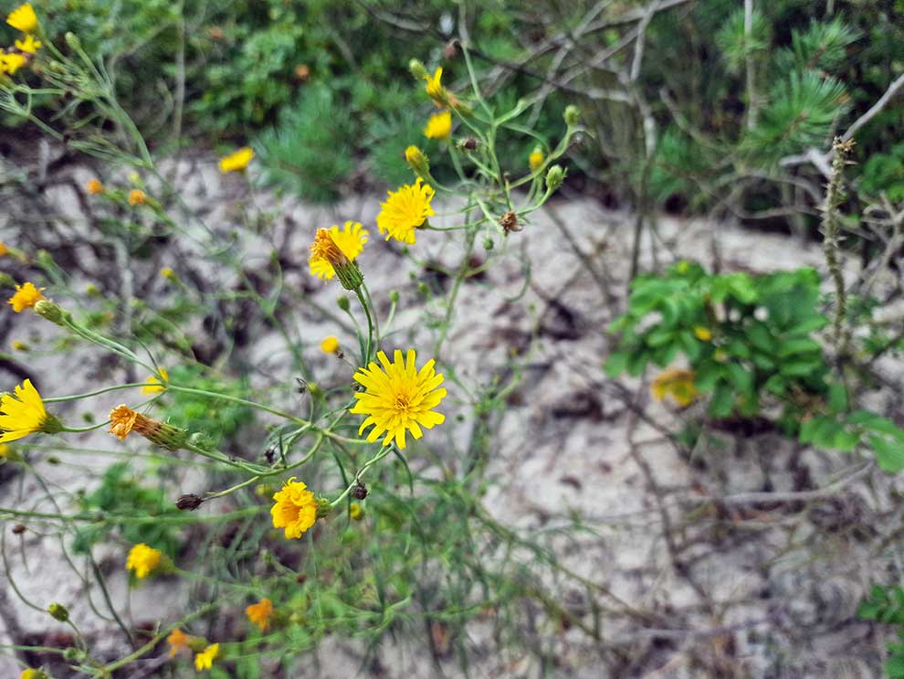 jastrzębiec baldaszkowaty (Hieracium umbellatum)