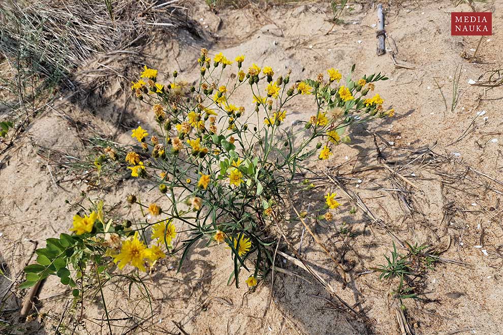 jastrzębiec baldaszkowaty (Hieracium umbellatum)