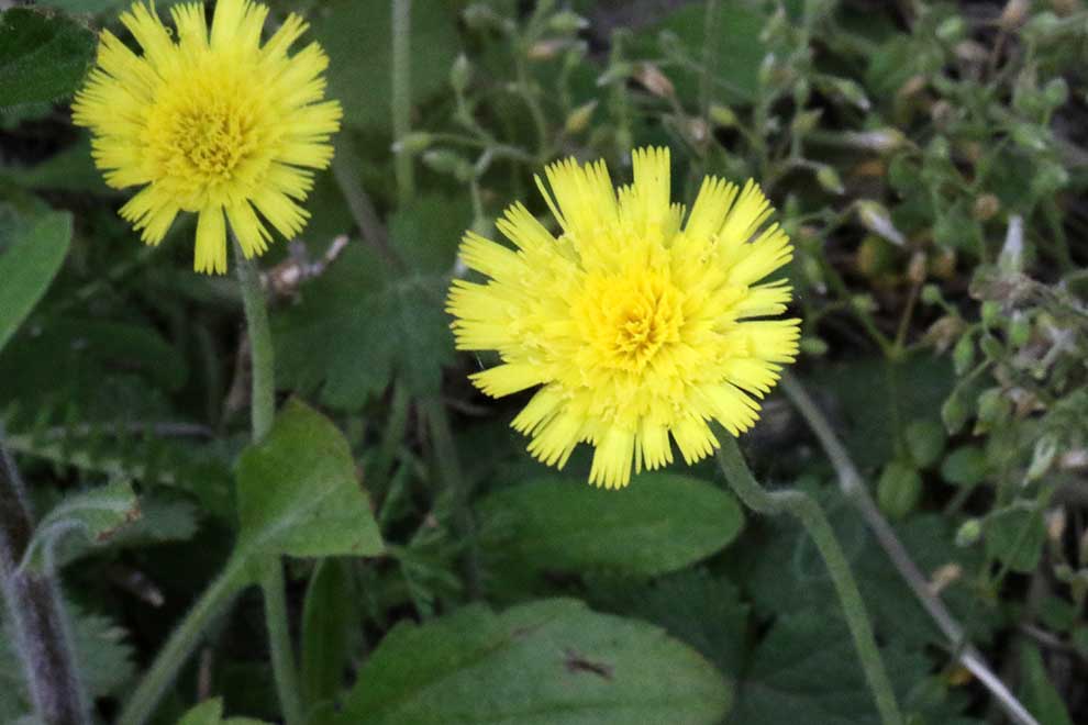 jastrzębiec kosmaczek (Hieracium pilosella)