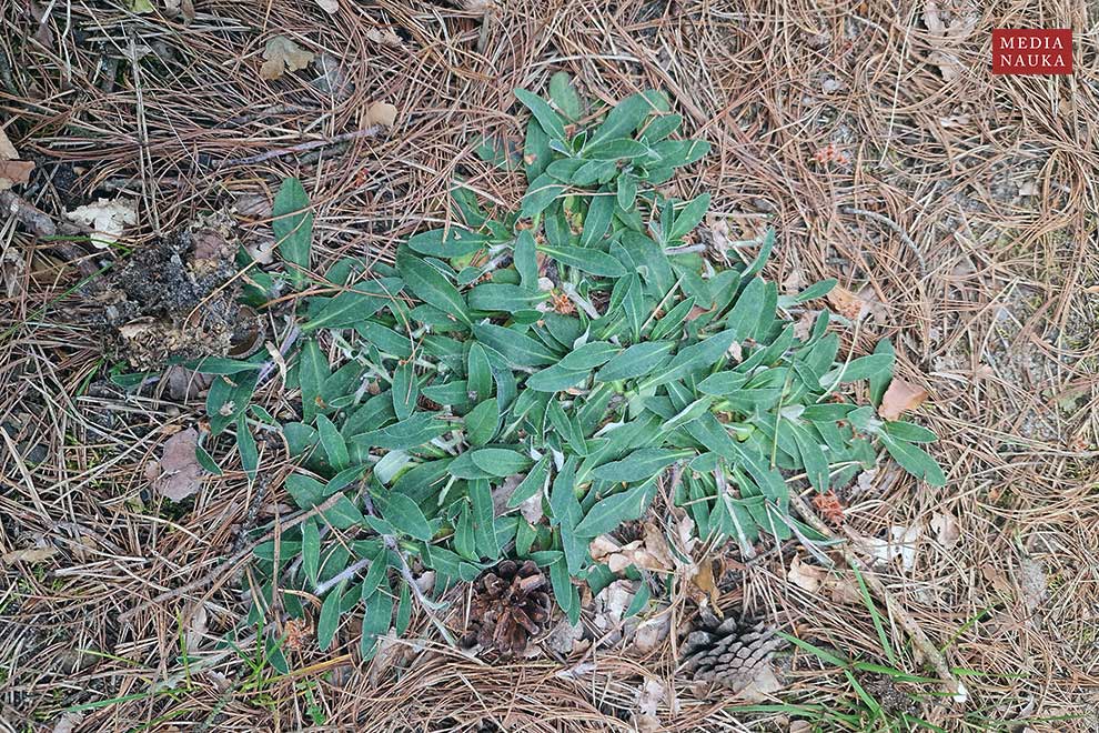 jastrzębiec kosmaczek (Hieracium pilosella)