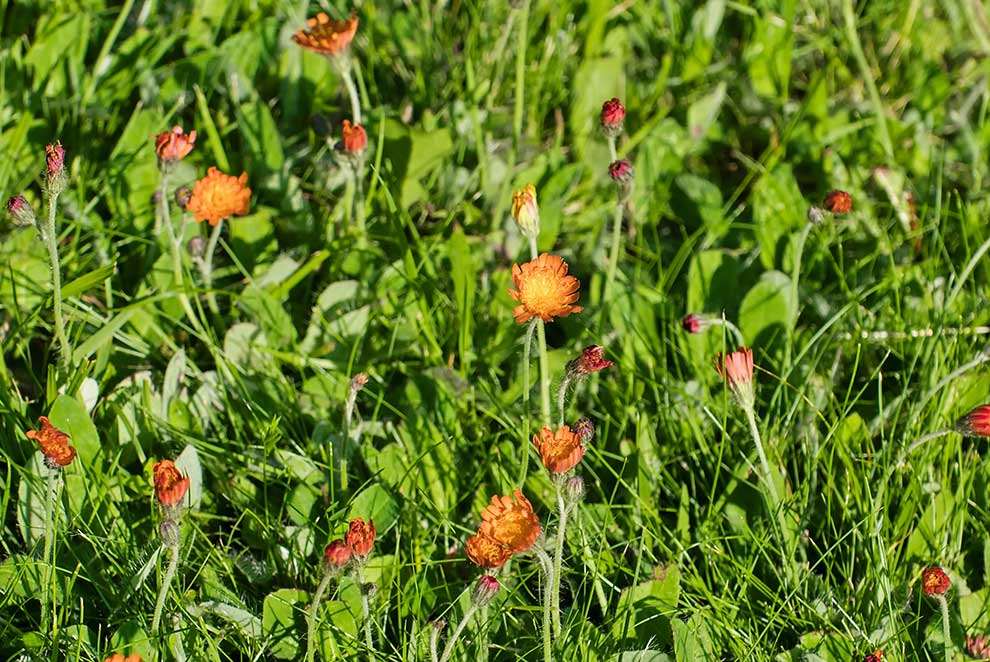jastrzębiec pomarańczowy (Hieracium aurantiacum)