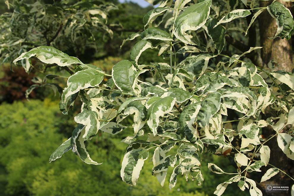 jesion pensylwański (Fraxinus pennsylvanica)
